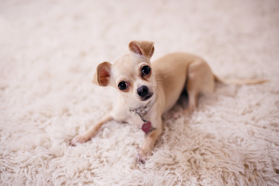 A happy dog resting on a freshly cleaned, odor-free carpet